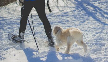 Eine Person wandert mit Schneeschuhen durch die Winterlandschaft gefolgt von einem Hund.