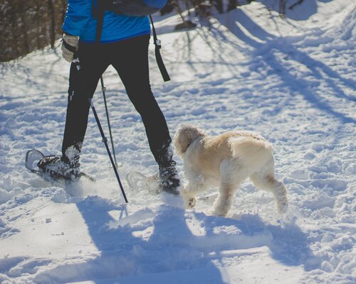 Eine Person wandert mit Schneeschuhen durch die Winterlandschaft gefolgt von einem Hund.