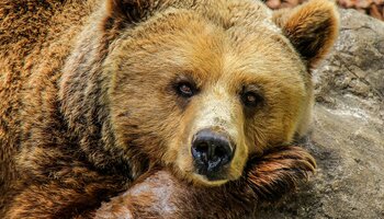 Bär Zoo  | © pixabay