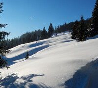 Winterlandschaft mit Bäume im Schnee | © viehhofen.at